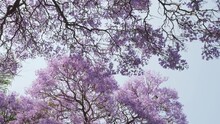Looking Up At Canopy Of Jacaranda Tree In Bloom, Blowing In Gentle Breeze