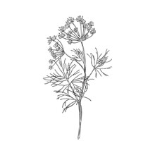 Hand Drawn Monochrome Dill Plant Sketch Style, Vector Illustration