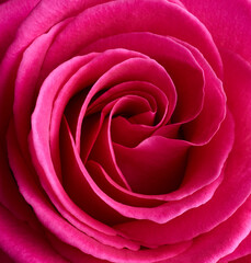 Sticker - Red rose flower macro shot background