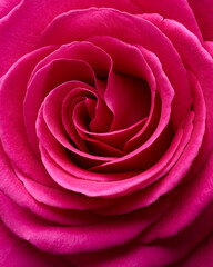 Poster - Red rose flower macro shot background