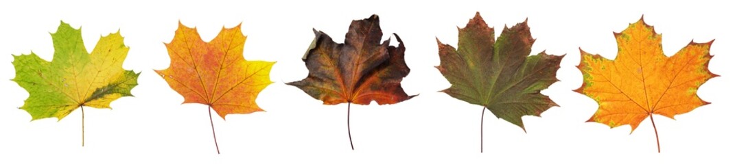 Wall Mural - collection of dry autumn leaves isolated on white background