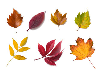 Sticker - Autumn leaves on white background. Set of colorful leaves,  decor.