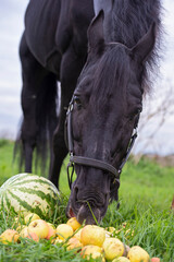 Wall Mural - portrait of beautiful black sportive horse eating fruits and grass. posing in green grass field. autumn season. horsy care and stuff concept. close up