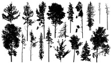 Coniferous And Deciduous Forest Trees, Bare Trees. Set Of Silhouettes. Vector Illustration