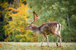 © jurra8 - fallow deer in nature park