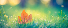Idyllic Fall Leaf Meadow Background In Sunshine, Closeup Of Autumn Nature Scene In A Garden In Golden October With Copy Space. Amazing Nature Macro Morning Grass Dew Drops Sunlight, Dream Scenic