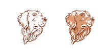 Golden Retriever Dog Head Illustration Side View Pet Vector Drawing 