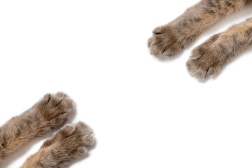 Four paws of a gray cat on a white background against each other. Beautiful striped paws of a fluffy cat on a white isolated background. Cute cat paws with free space for advertisement or text