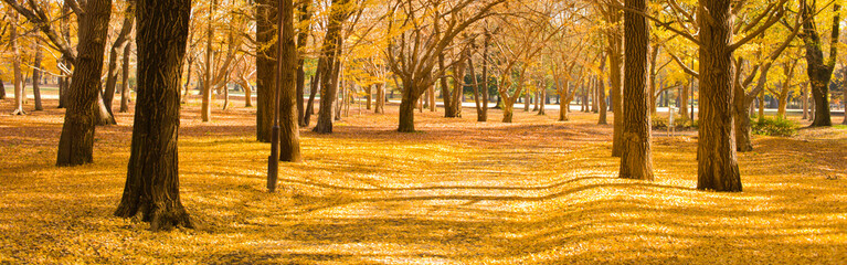 autumn park