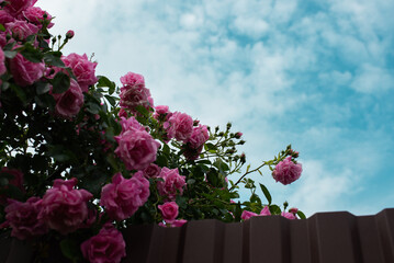 Poster - Blooming pink roses in the morning of a summer day