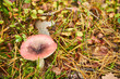 gołąbek błotny, Russula paludosa, grzyb , las 