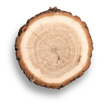 Slice Of Wood With Bark And Growth Rings On The Isolated White Background