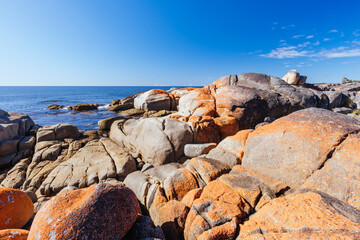 Canvas Print - Skeleton Bay Walk in Tasmania Australia