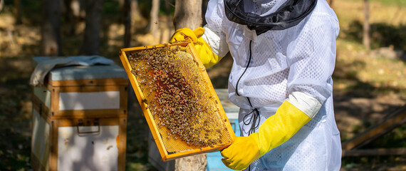 The beekeeper extracts honey from bee hives, holds the honeycomb in his hands, assessing the state of the honey. Beekeeping, wholesome food for health.