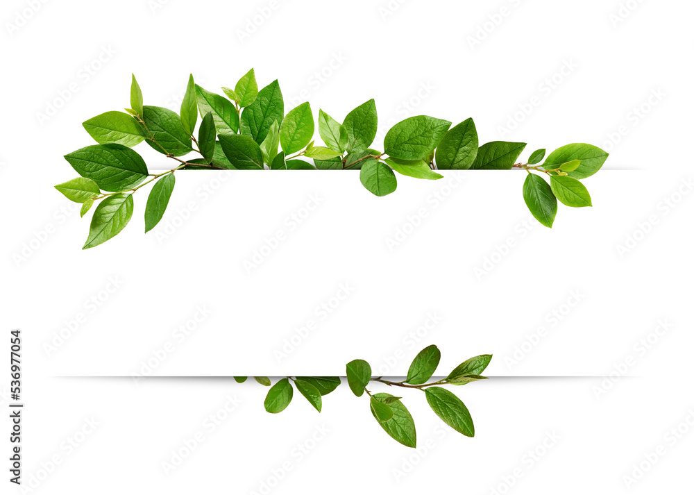 Decorative green leaves and a card with copy space isolated on