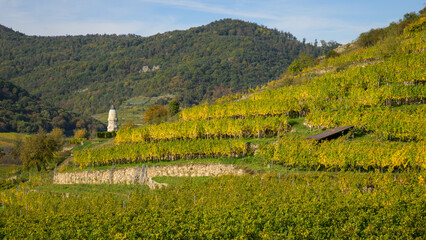 Wall Mural - Colored Vineyards near Duernstein on a sunny day in autumn