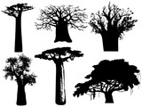 Fototapeta  - Various African trees and bushes on transparent background