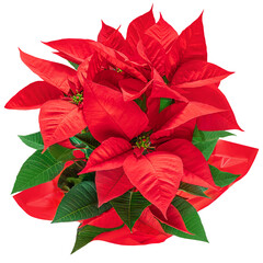 Wall Mural - christmas poinsettia isolated on white background. xmas symbol poinsetta as a gift