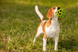 Happy beagle with ball in mouth standing on grass