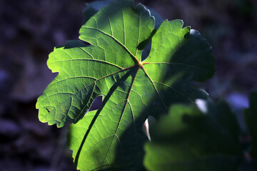 Canvas Print - Grape leaves in the garden