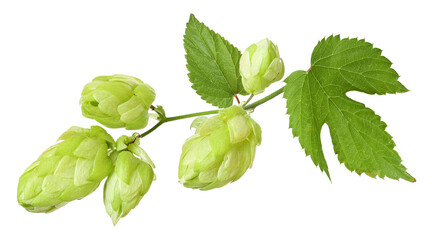 Branch with ripe hop cones, isolated	