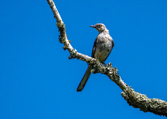 Wall Mural - Bird on a branch!