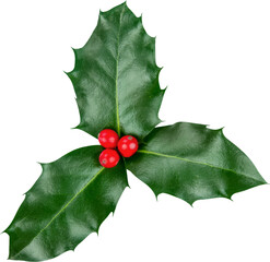 cute holly leaves and berries, christmas decoration isolated on white background