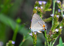 Gray Hairstreak Butterfly Along The Shadow Creek Ranch Nature Trail In Pearland, Texas!