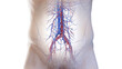 3d rendered medical illustration of the abdominal blood vessels