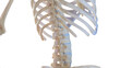 3d rendered medical illustration of the thoracic spine