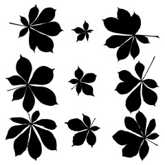 Wall Mural - Set of vector chestnut leaf black silhouette icon. Simple chestnut leaves illustration for logo. Realistic hand drawn leaves illustration set on white background.