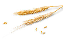 Closeup Of Golden Barley , Wheat Plants