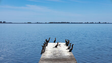 Pier In The Gomez Lagoon In Junin, Argentina Full Of Birds Called Cormorants