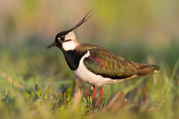 Wall Mural - Bird Lapwing Vanellus vanellus on green background spring time Poland Europe migratory bird	