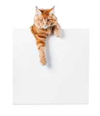 Sticker - Adorable red cat with   empty card on white background