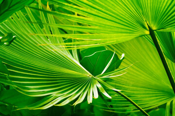 Canvas Print - close-up of beautiful green palm leaves in sunshine, tropical vegetation background wallpaper