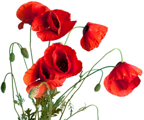 Wall Mural - Poppy flowers isolated on white background