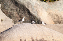Three Seagulls Inns On The Rocks