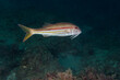 Striped red mullet (Mullus surmuletus) in Mediterranean Sea