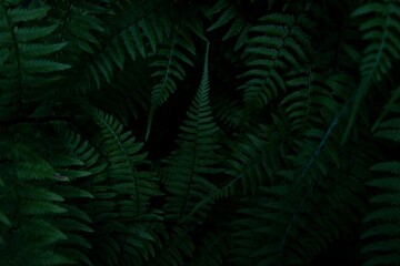 Wall Mural - Bunch of fern leaves (Tracheophyta) on a dark background - suitable for a wallpaper