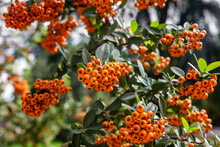 Close Up Of Bunches Of Orange Fruits In Pyracantha Coccinea