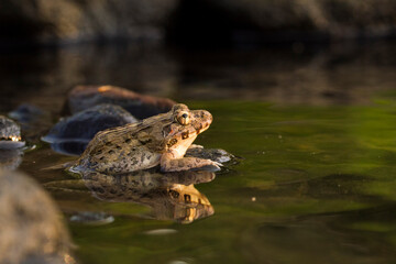Wall Mural - crab eating frog or mangrove frog fejervarya cancrivora on the river wildlife