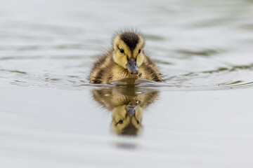 Wall Mural - Baby Duckling