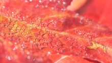 A Close Up View Of Water Droplets On A Red Leaf.