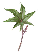 Castor Branch With  Leaf