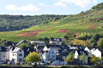 Poster - Ellenz an der Mosel mit Herbstlichen WEinbergen