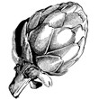 crosshatch illustration of artichoke