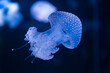 Phyllorhiza punctata, floating bell, Australian spotted jellyfish or white spotted jellyfish