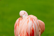 Portrait Of A Sleeping Flamingo Phoenicopterus