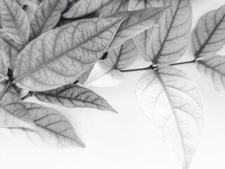 Wall Mural - Beautiful abstract color black flowers on white background, dark leaves texture, gray background, white leaves, black leaves texture, flowers for Christmas and valentines celebrations 